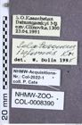 Etiketten zu Selatosomus informis (Kraatz, 1879) (NHMW-ZOO-COL-0008390)
